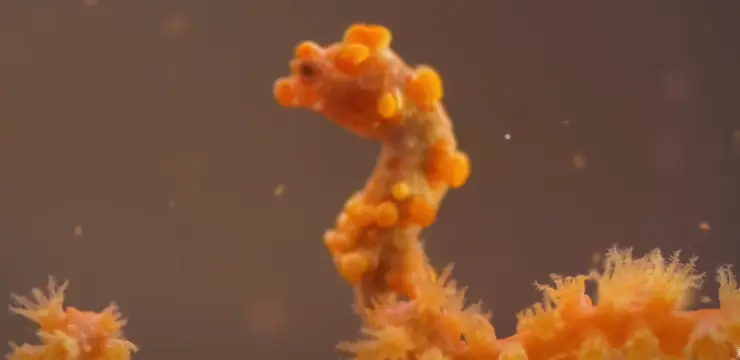 baby seahorse can change color