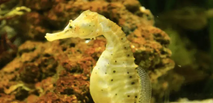 how seahorse eats