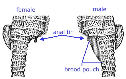 male and pouch