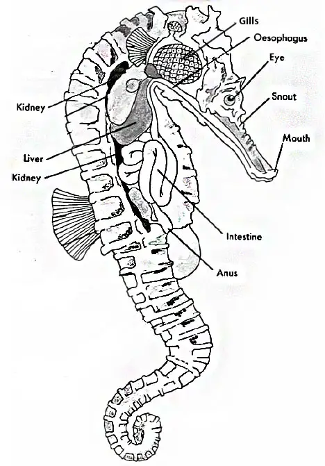 Seahorse anatomy