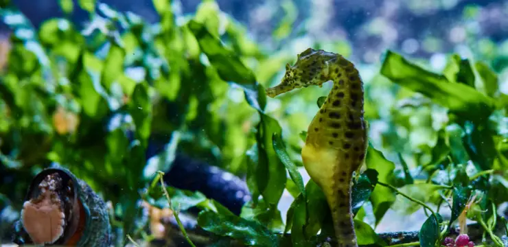 seahorse can change color