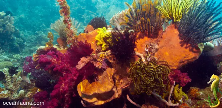 seahorse in coral reef