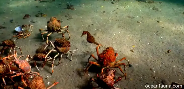 seahorse-predators