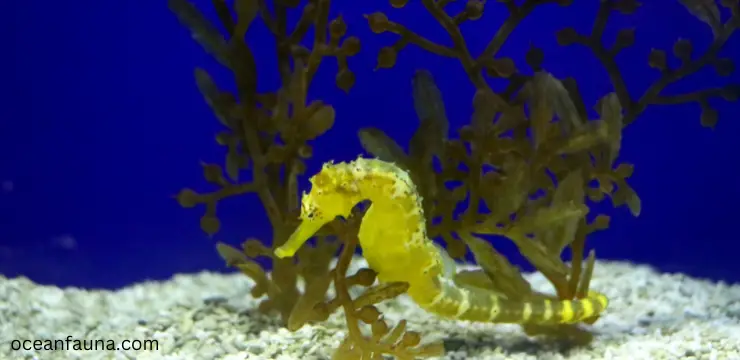 how big are seahorses