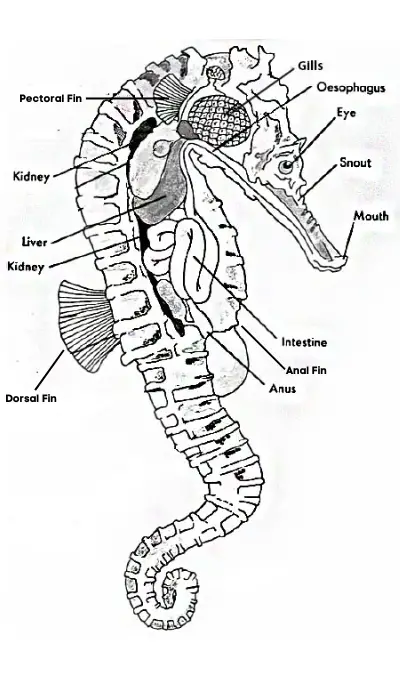 seahorses anatomy