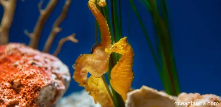 seahorses-Without Food