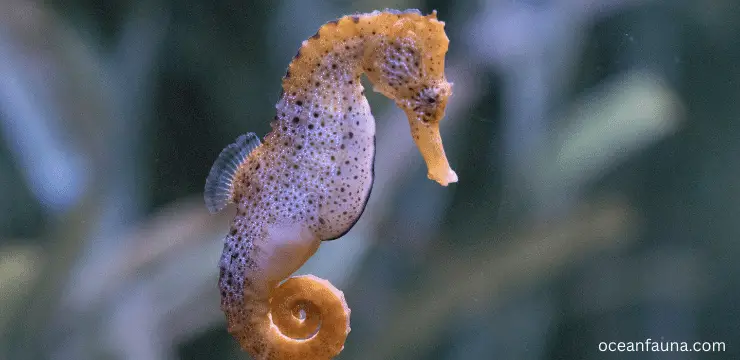seahorses eat their babies