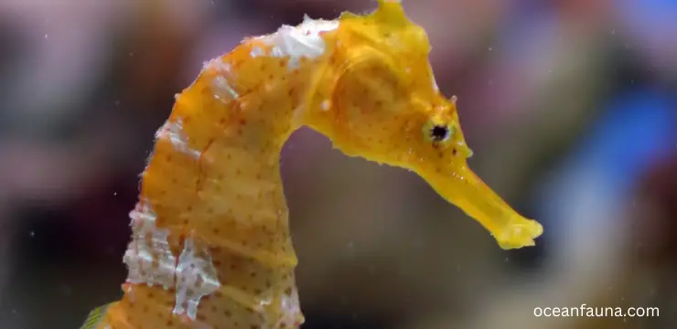 seahorses have eyes
