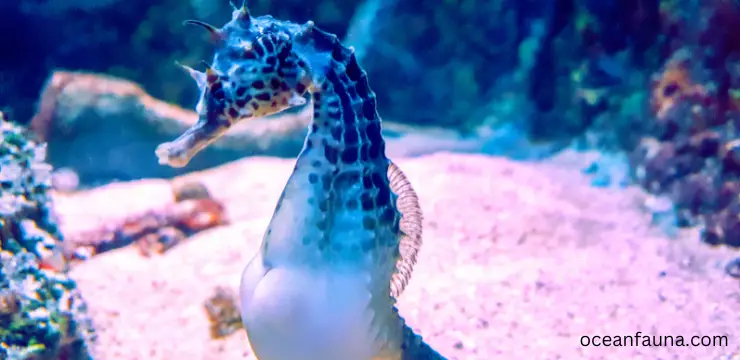 seahorses species