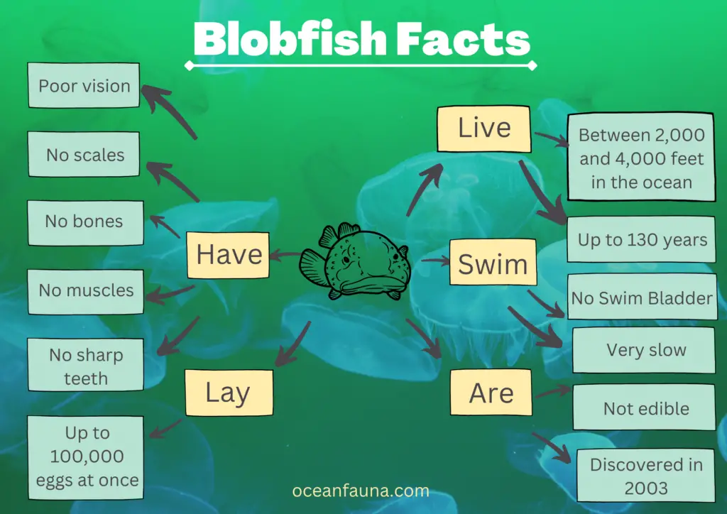 Interesting Blobfish facts