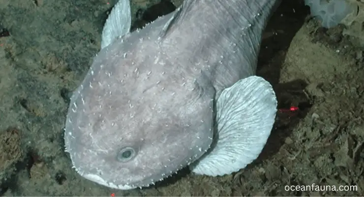 real blobfish underwater