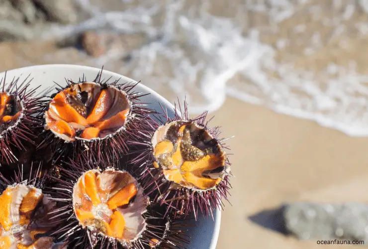 can you eat sea urchin