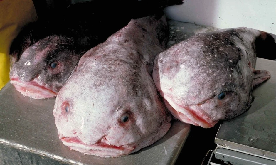 dead blobfish