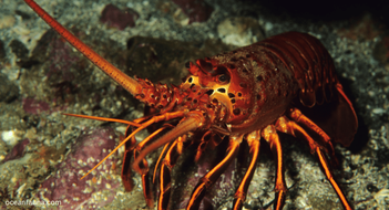 Do Lobsters Have Blood? -Is it Colored or Colorless? - Ocean Fauna