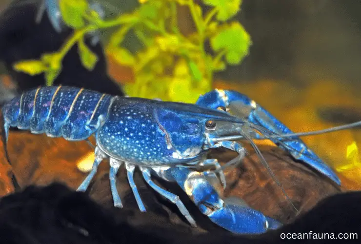 Frons Bespreken ijsje Do Lobsters Mate for Life? Secrets of Lobsters Mating - Ocean Fauna