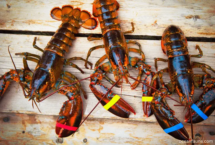 lobster (3)
