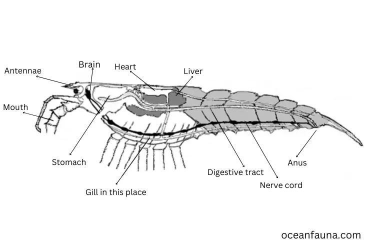 lobster anatomy