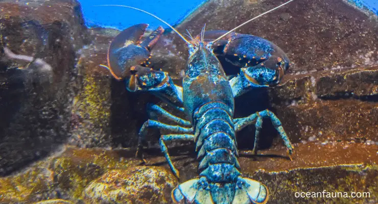 lobster communicate