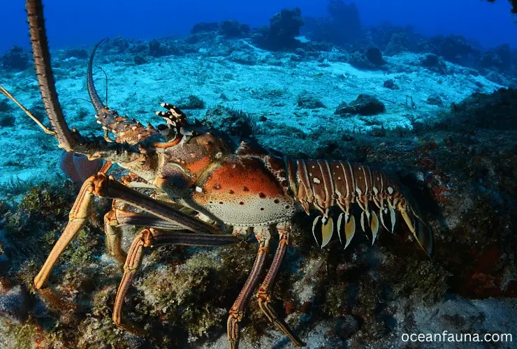 Lobster eating habit