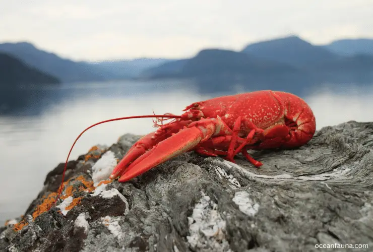 lobster in beach