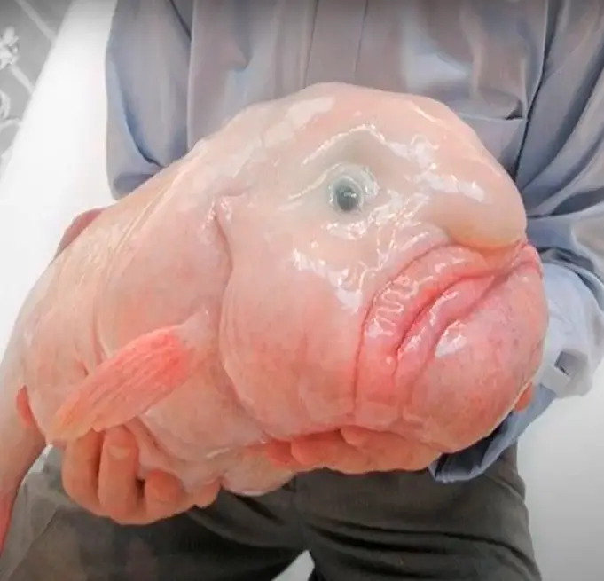man-holding-blobfish