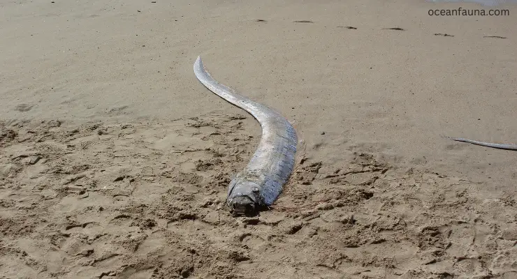 oarfish in the beatch