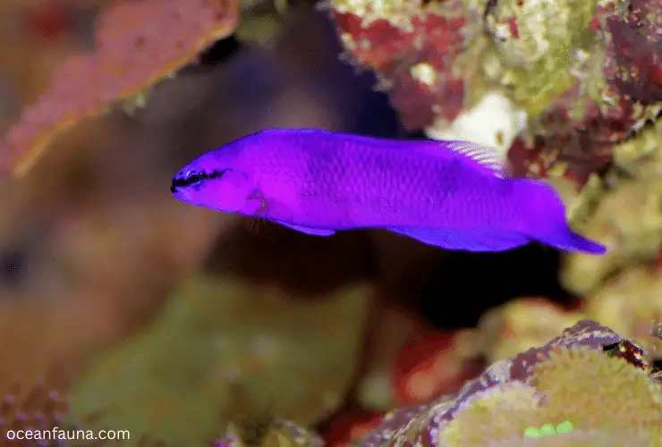 orchid dottyback as pet