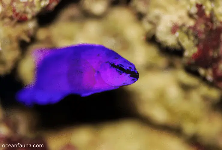 orchid dottyback color