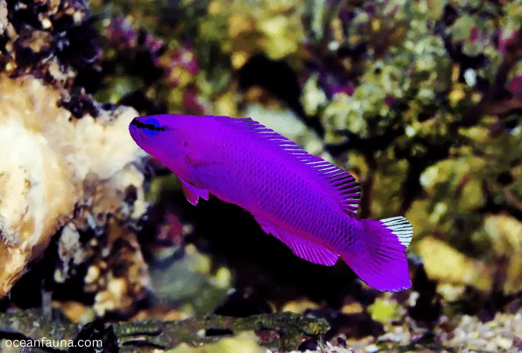 orchid dottyback in accurium