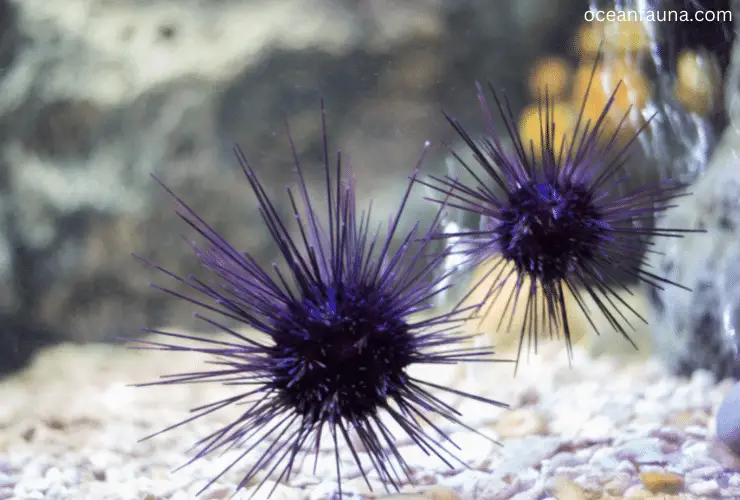 poisonous sea urchin