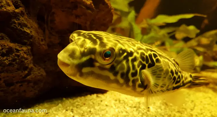 puffer fish in water