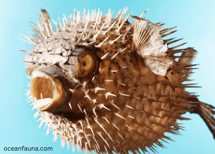 puffer fish self defence