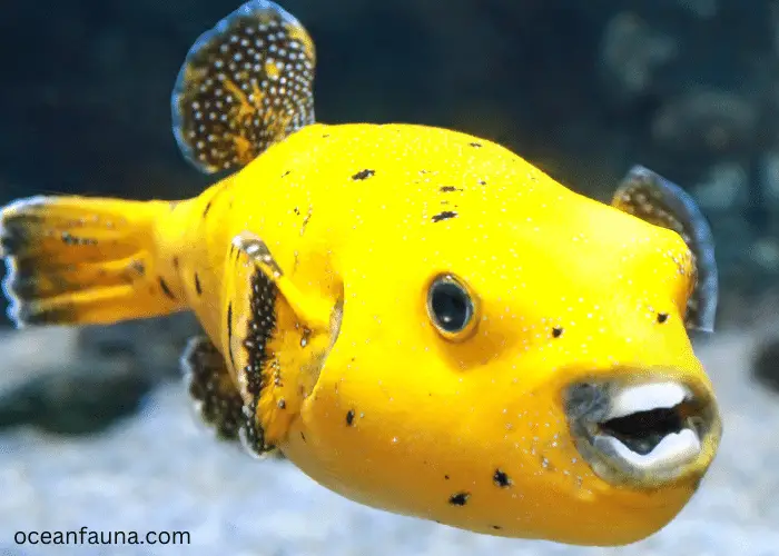 puffer fish yellow