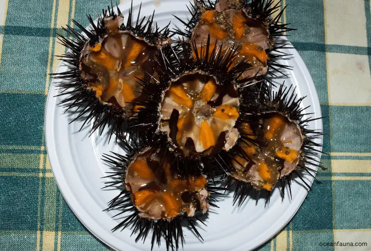 sea urchin menu
