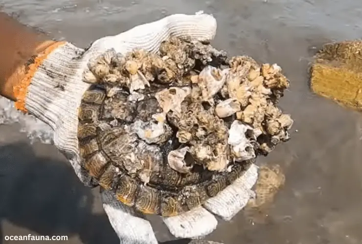 Barnacles on a Turtle