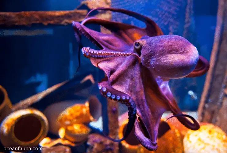 Beautiful Octopus
