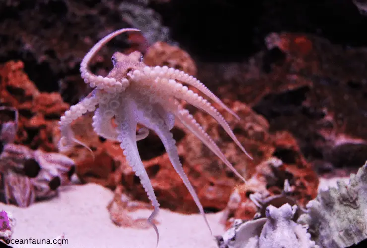 Octopus  live out of water