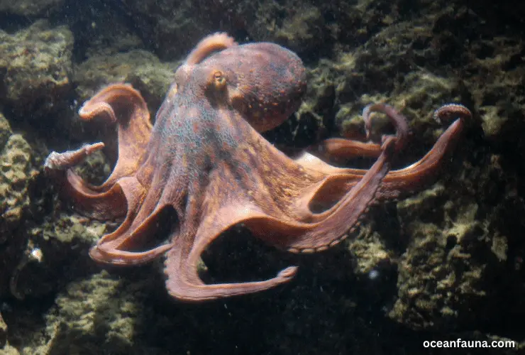 octopus swimming