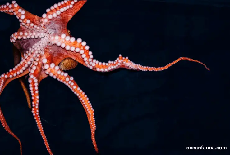 Do Octopuses Shed Their Skin? [Explained] - Ocean Fauna