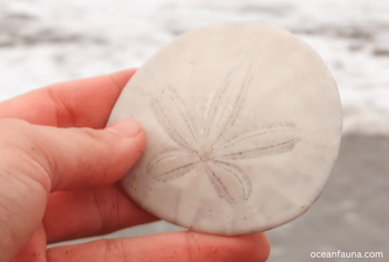 What Eats Sand Dollars? [Explained] - Ocean Fauna