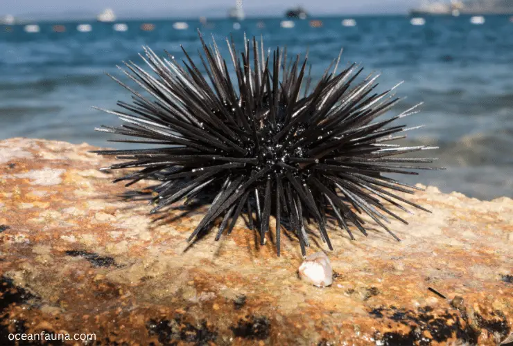 sea urchin (2)