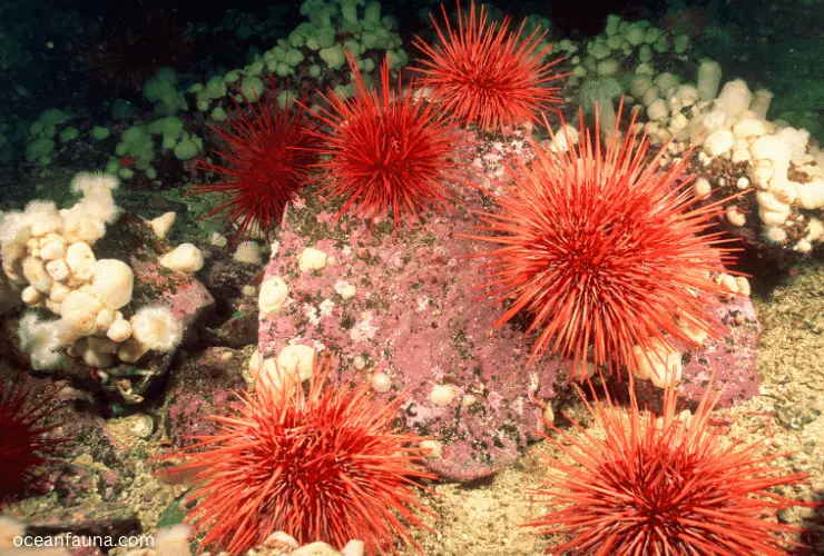 sea urchin feeling