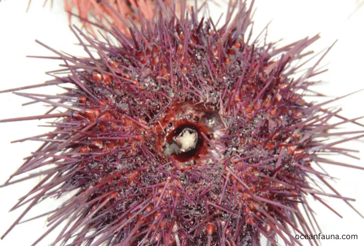 sea urchin eyeball
