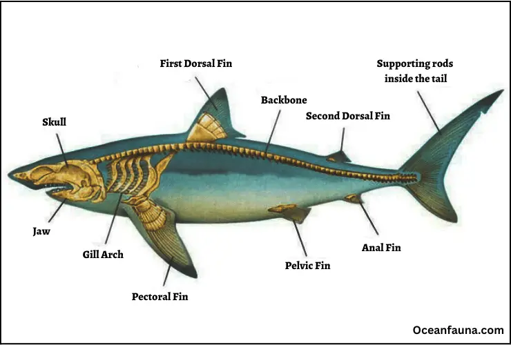 shark anatomy and backbone