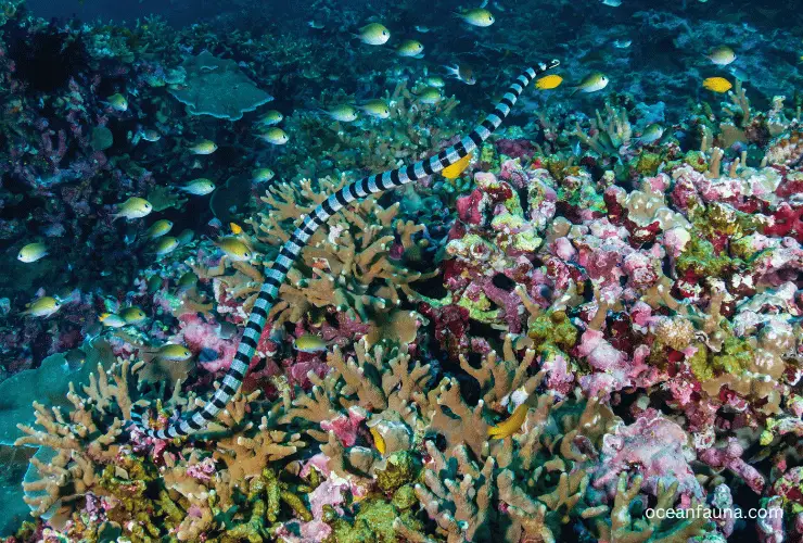 Black-banded Sea kraits