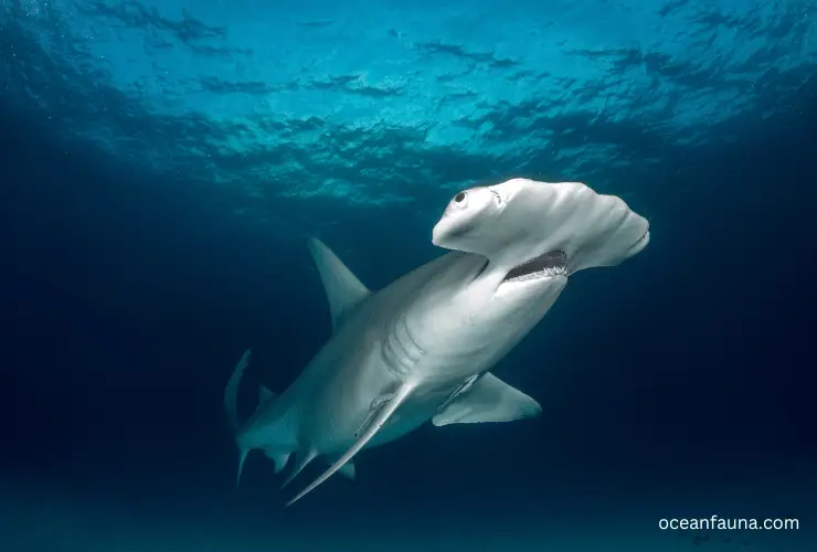 Hammerhead-Shark