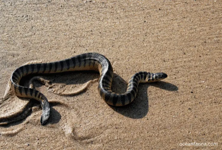 Hook-Nosed Sea Snake