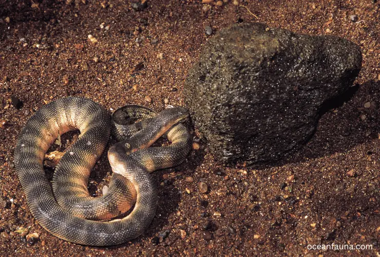 Hook-Nosed Sea Snake