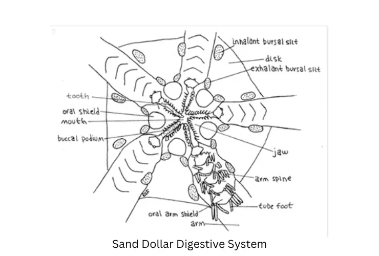 Sand Dollar Digestive System