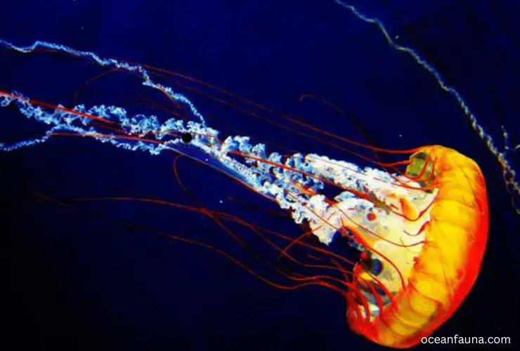 How Do Jellyfish Move? [Fascinating Reality] - Ocean Fauna